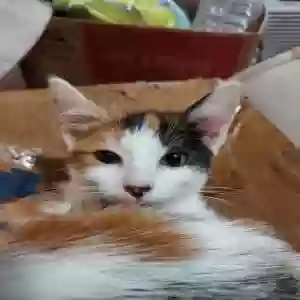 adoptable Cat in Cadet, MO named Mars