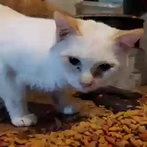 adoptable Cat in Cadet, MO named Flash