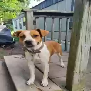 adoptable Dog in Cadet, MO named Mona
