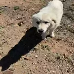 adoptable Dog in Dewey, AZ named Mavis