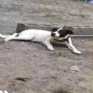adoptable Dog in Connellys Springs, NC named Eva eve