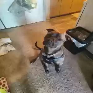 adoptable Dog in Battle Creek, MI named Earl
