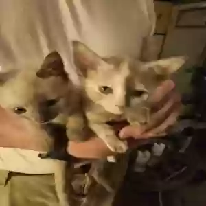 adoptable Cat in San Antonio, TX named Pepe