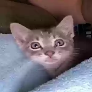 adoptable Cat in Reidsville, NC named Unknown