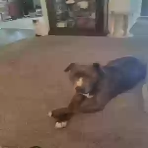 adoptable Dog in Riverside, CA named Buster