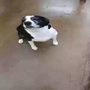 adoptable Dog in Bull Shoals, AR named Cookie