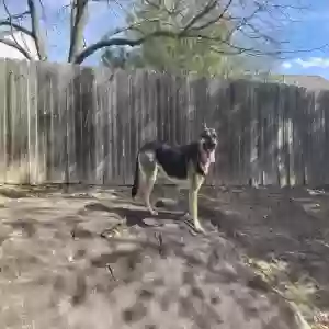 adoptable Dog in Lawrenceville, GA named Zeus