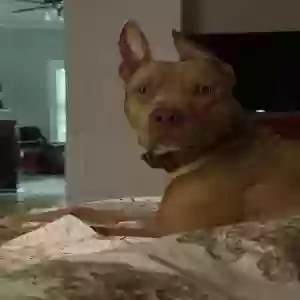 adoptable Dog in Cartersville, GA named Luther