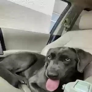 adoptable Dog in Van Alstyne, TX named Destin