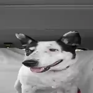 adoptable Dog in Upland, CA named Zoie