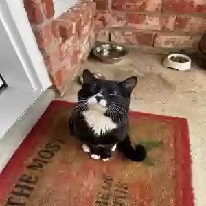 adoptable Cat in Houston, TX named Sir Whiskers