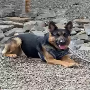 adoptable Dog in Prescott Valley, AZ named Fish