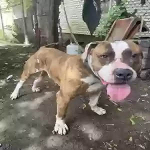 adoptable Dog in East Hartford, CT named Buster