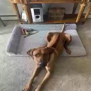adoptable Dog in Huntington Station, NY named Ace