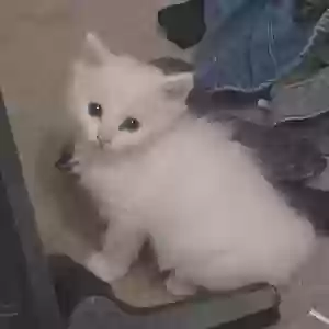 adoptable Cat in California City, CA named He doesn