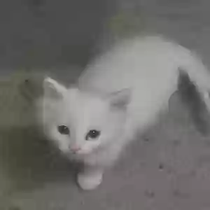 /images/pets/original/2183139_actual_two.webp