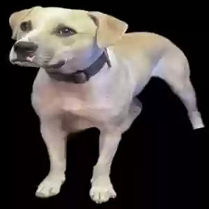 adoptable Dog in Pelham, AL named Unknown
