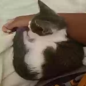 adoptable Cat in Villa Rica, GA named Cuddles