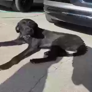 adoptable Dog in Locust Grove, GA named Treasure