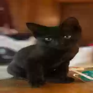 adoptable Cat in Winston Salem, NC named Sir Purr