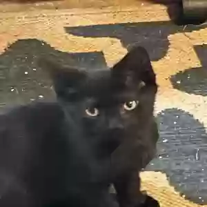 adoptable Cat in Winston Salem, NC named Doug