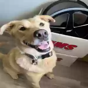 adoptable Dog in Powder Springs, GA named Astro Louis