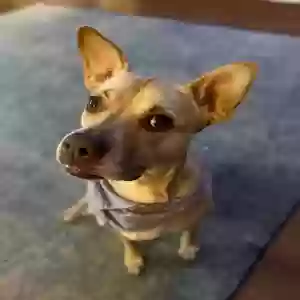 adoptable Dog in Tucker, GA named Olive
