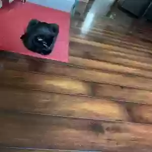 adoptable Cat in Mcdonough, GA named Unknown
