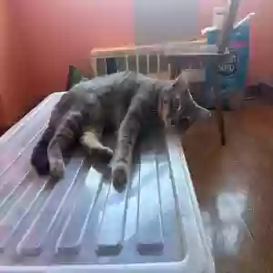 adoptable Cat in Brooklyn, NY named Phoenix