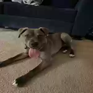 adoptable Dog in Union City, GA named Pepper