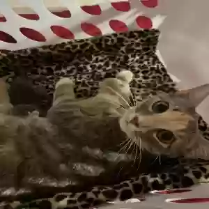 adoptable Cat in Brooklyn, NY named Princess