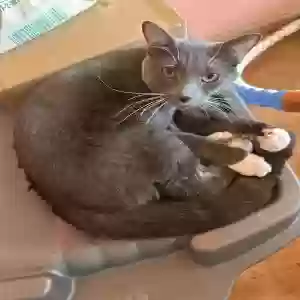 adoptable Cat in Brooklyn, NY named Boots