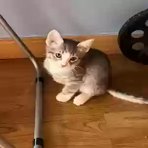 adoptable Cat in Brooklyn, NY named Three kitties