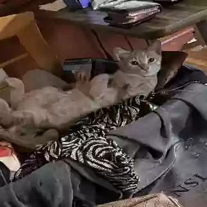 adoptable Cat in Brooklyn, NY named Sonny