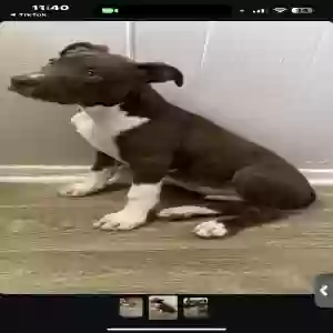 adoptable Dog in Atlanta, GA named Unknown