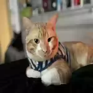 adoptable Cat in Atlanta, GA named Loki