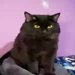 /images/pets/original/2183177_19183_DSC00919.webp