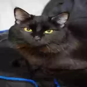 adoptable Cat in Adelanto, CA named Toothless
