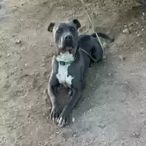 adoptable Dog in Dewey, AZ named Unknown