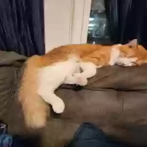 adoptable Cat in Radford, VA named Samwise