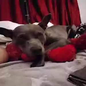 adoptable Dog in Clover, SC named Mama