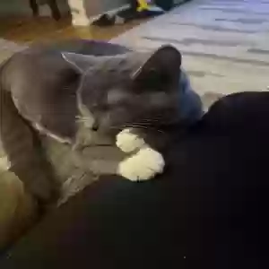 adoptable Cat in Cincinnati, OH named Simba