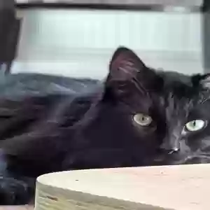 adoptable Cat in Hampton, GA named Tiny Tim