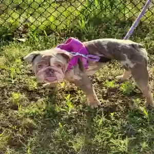 adoptable Dog in Middleville, MI named Pochi
