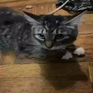 adoptable Cat in Brooklyn, NY named Juno