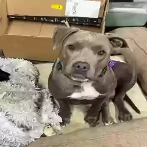 adoptable Dog in Thousand Oaks, CA named Teeter
