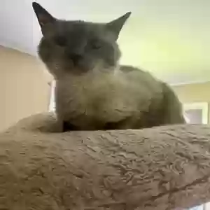 adoptable Cat in Sainte Genevieve, MO named Star