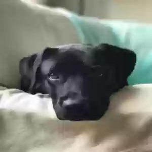 adoptable Dog in Marietta, GA named Zuri