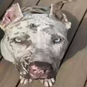 adoptable Dog in Yorktown, VA named Abby