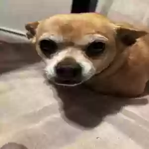 adoptable Dog in Reisterstown, MD named Manny